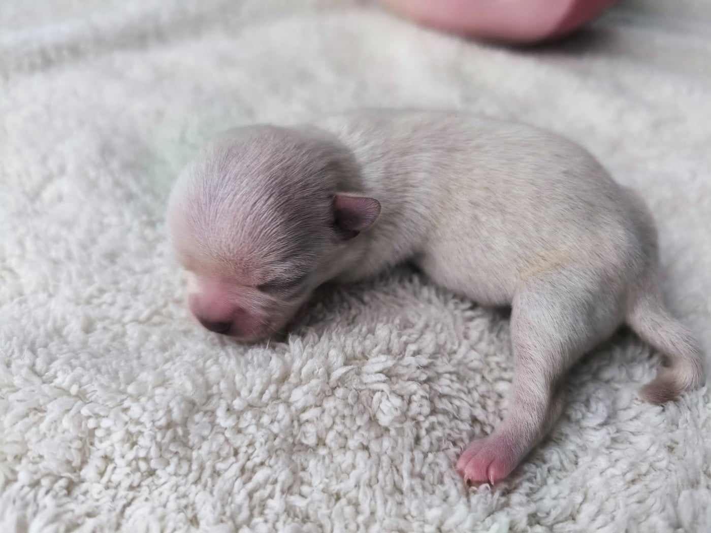 F2 - Femelle sable - Chihuahua