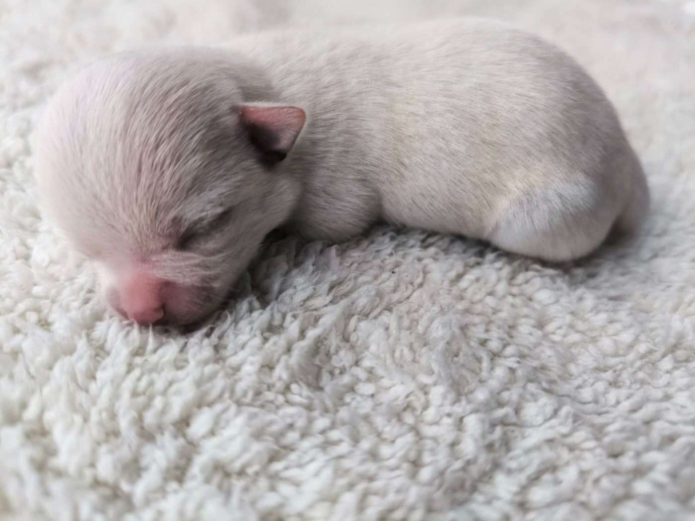 F3 - Femelle blanche - Chihuahua