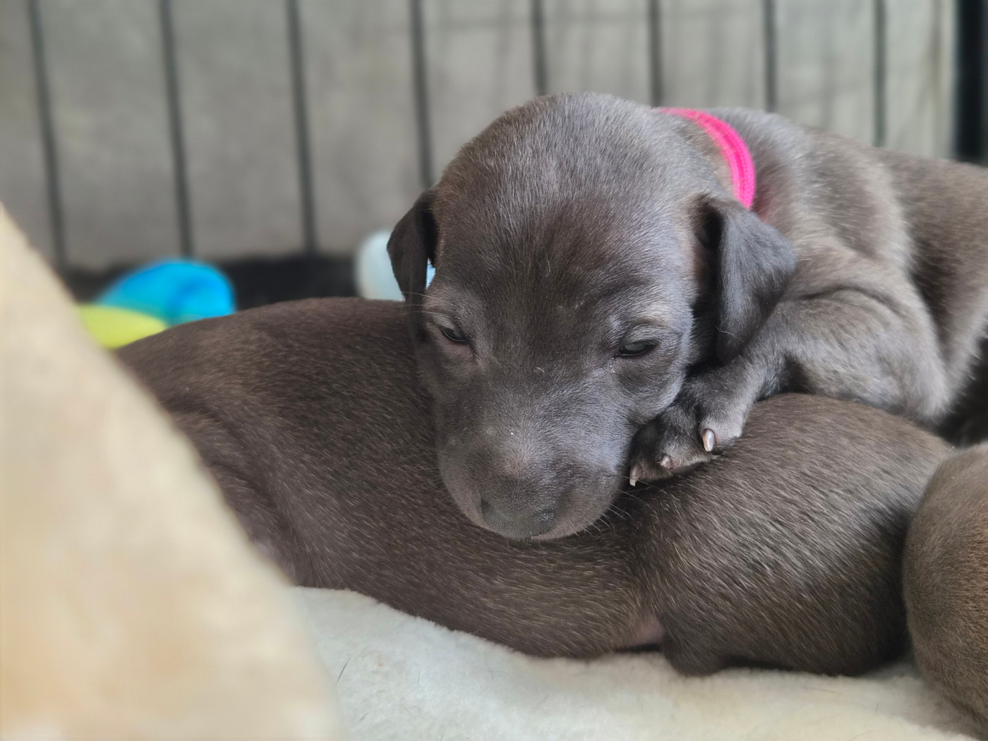 Bellatrix - Petit Levrier Italien