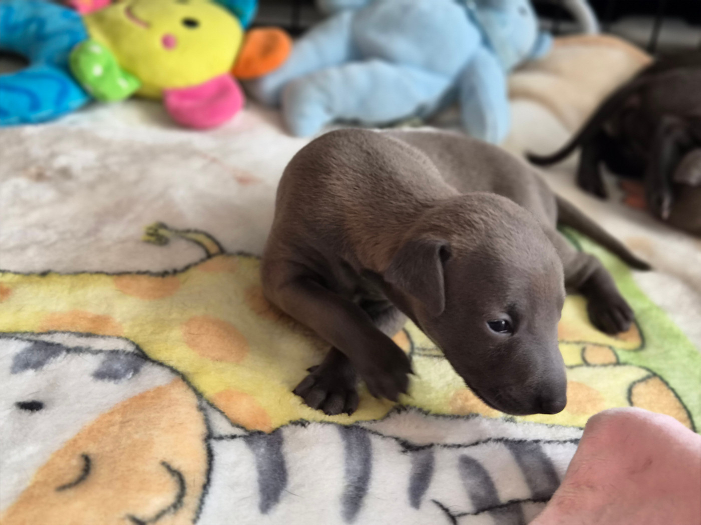 Bennu - Petit Levrier Italien