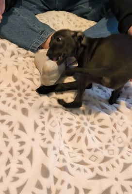 Les chiots de Petit Levrier Italien