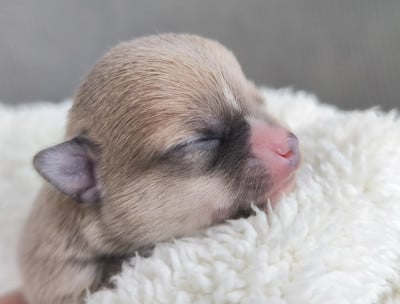 Les chiots de Chihuahua