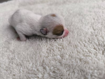 Les chiots de Chihuahua