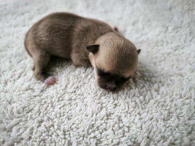 Les chiots de Chihuahua