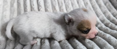 Les chiots de Chihuahua