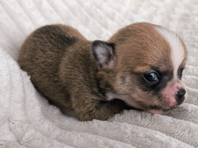 Les chiots de Chihuahua