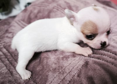 Les chiots de Chihuahua