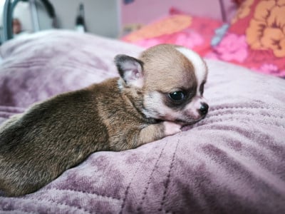 Les chiots de Chihuahua