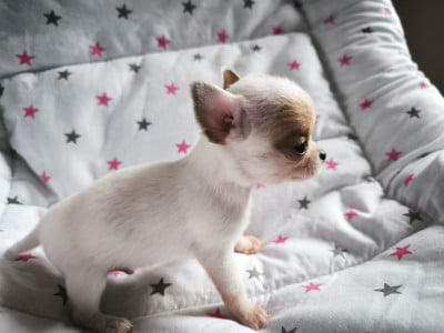 Les chiots de Chihuahua