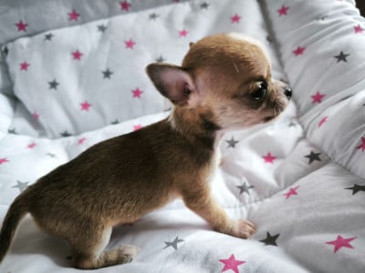 Les chiots de Chihuahua