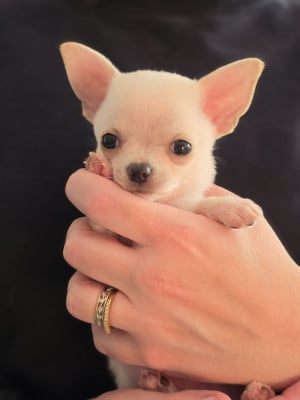 Les chiots de Chihuahua