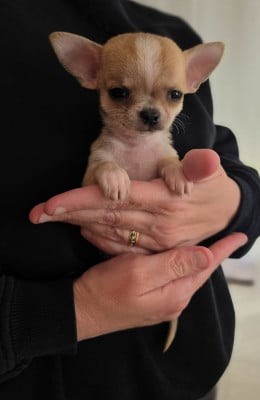 Les chiots de Chihuahua