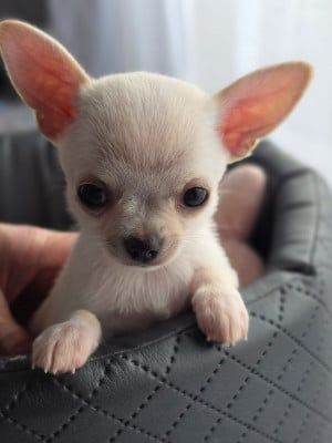 Les chiots de Chihuahua