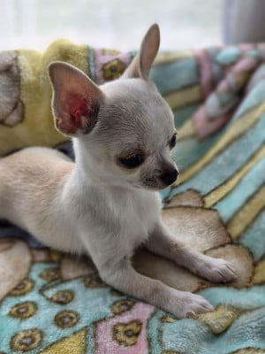Les chiots de Chihuahua