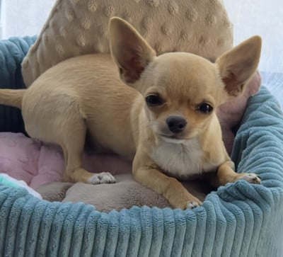 Chihuahua