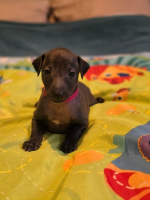 Les chiots de Petit Levrier Italien
