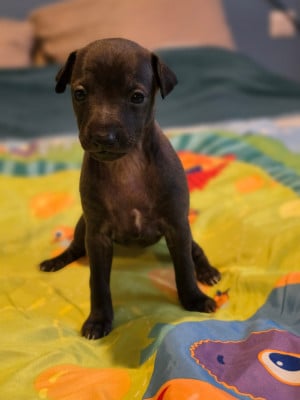 Les chiots de Petit Levrier Italien
