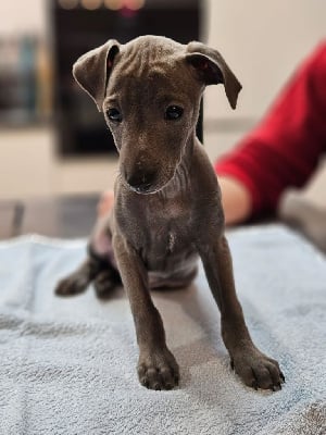 Les chiots de Petit Levrier Italien