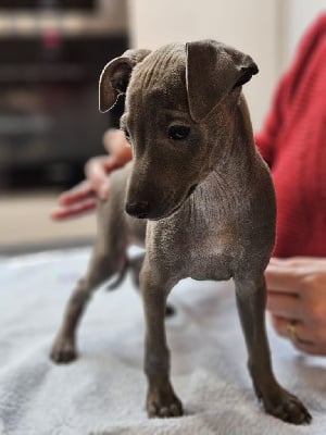 Les chiots de Petit Levrier Italien