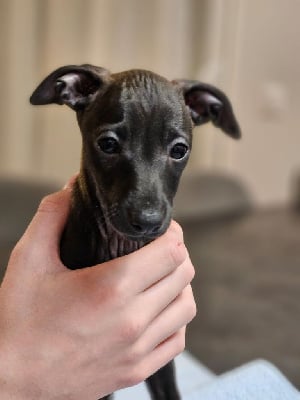 Les chiots de Petit Levrier Italien