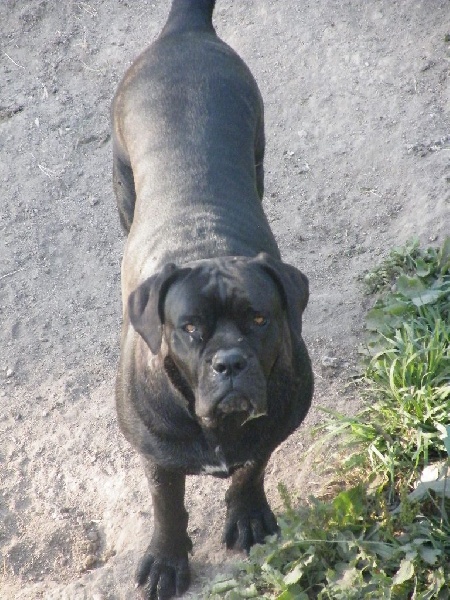 Ilona des secrets du Gevaudan