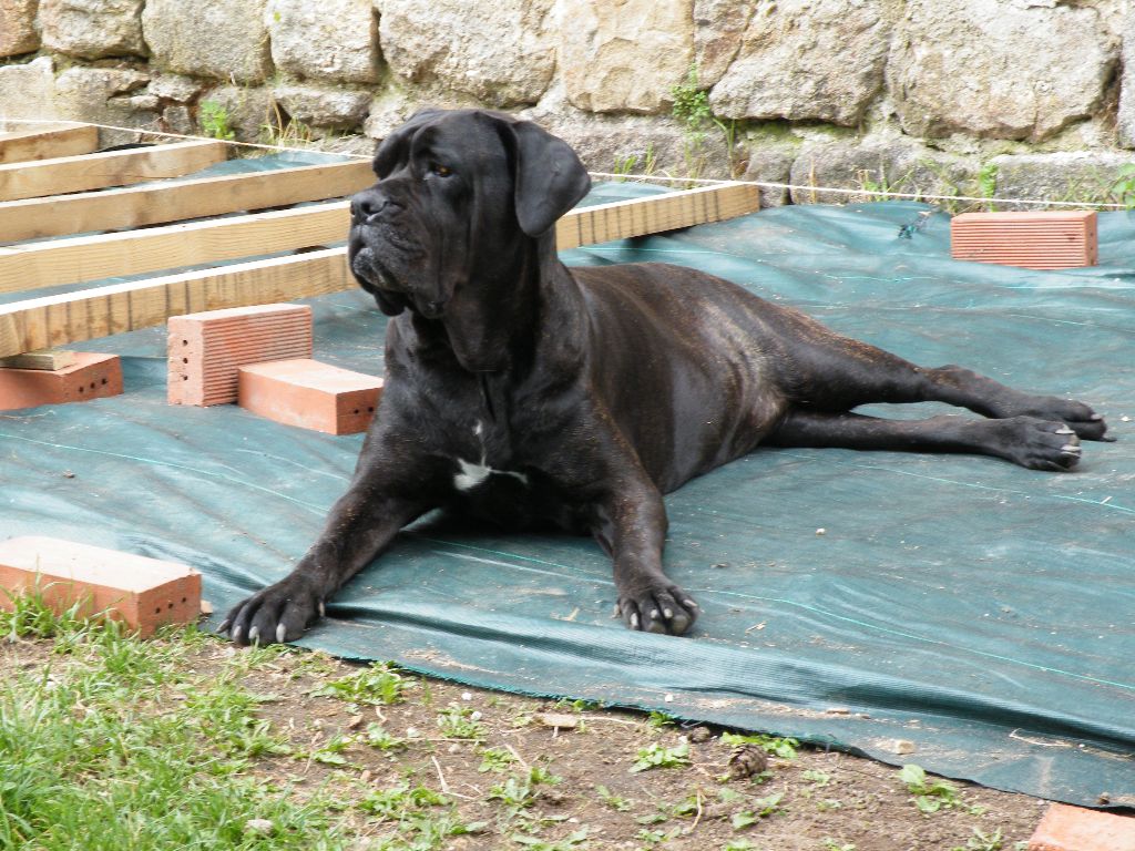 Ilona des secrets du Gevaudan