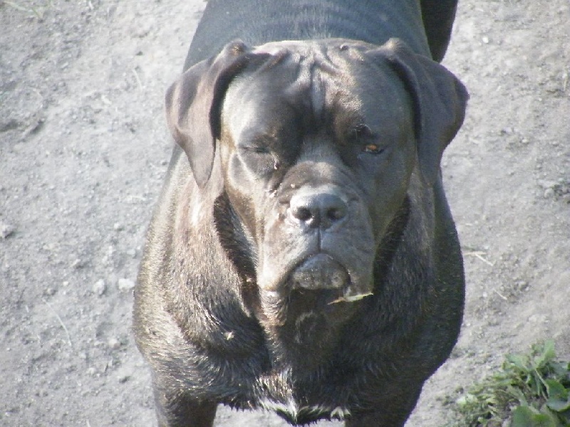 Ilona des secrets du Gevaudan