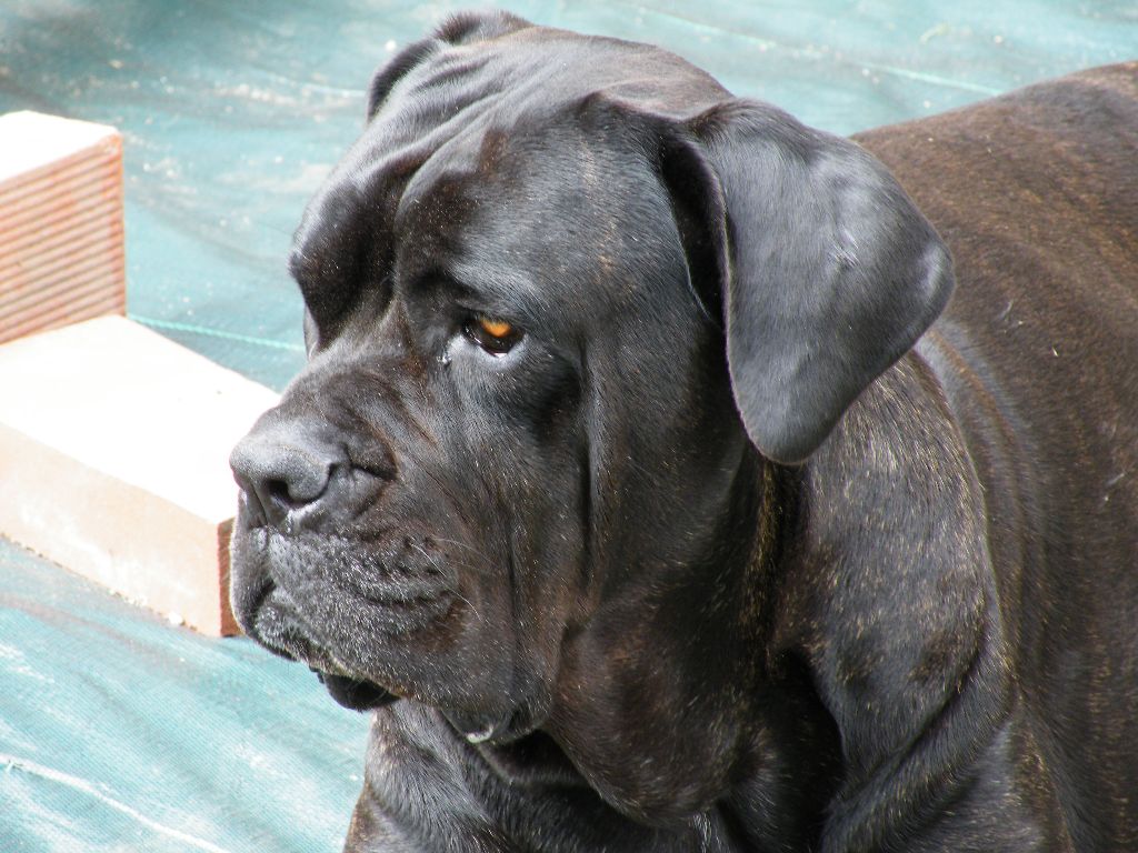 Ilona des secrets du Gevaudan