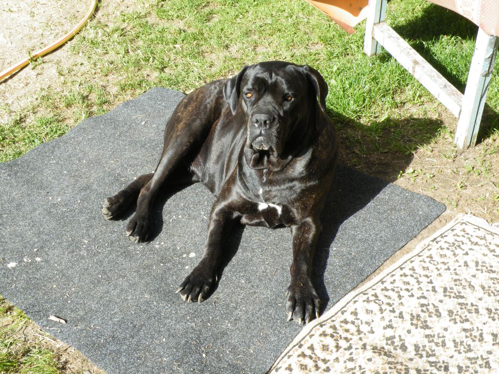 Ilona des secrets du Gevaudan