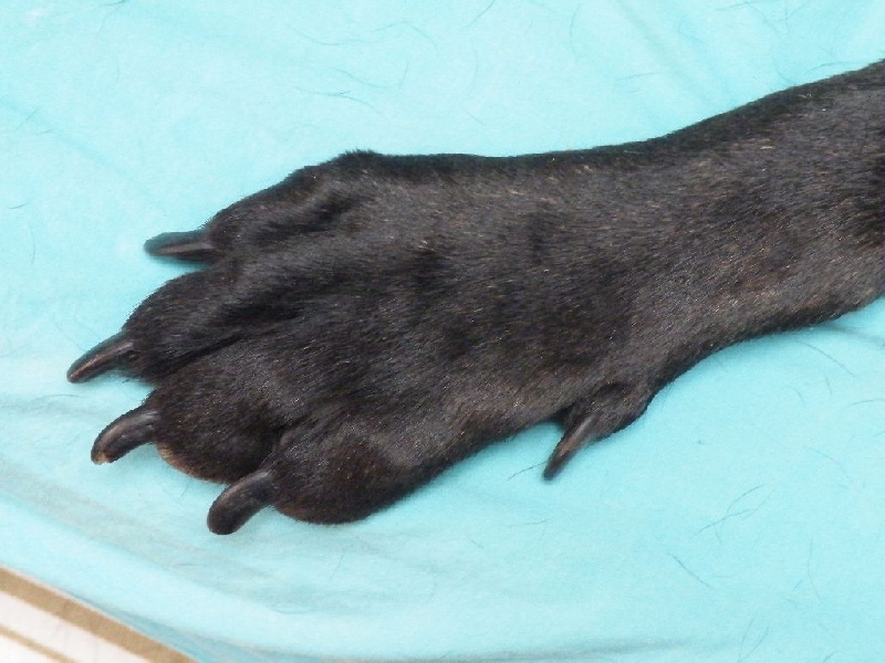 Ilona des secrets du Gevaudan