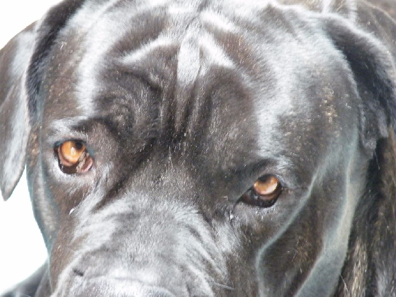 Ilona des secrets du Gevaudan