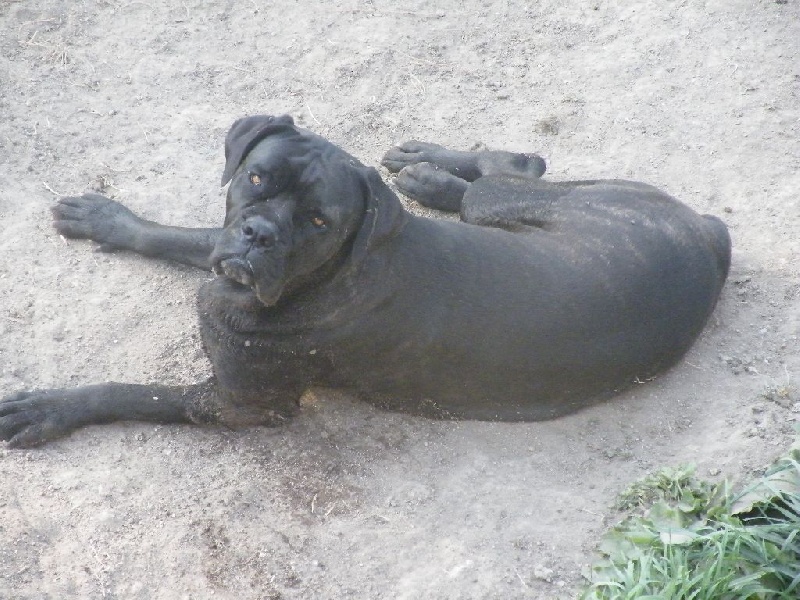 Ilona des secrets du Gevaudan