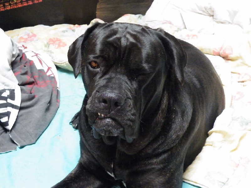 Ilona des secrets du Gevaudan