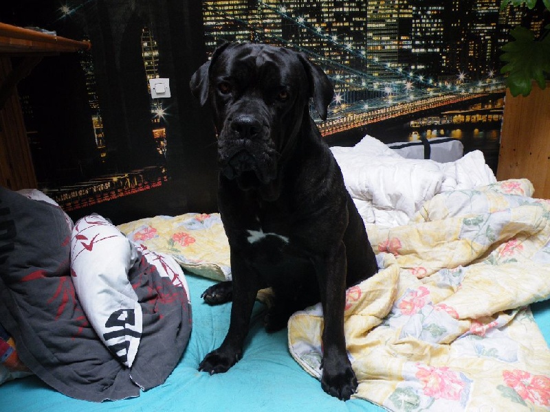 Ilona des secrets du Gevaudan