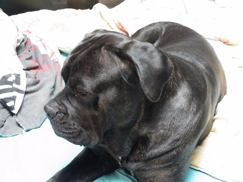 Ilona des secrets du Gevaudan