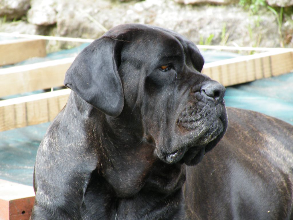 Ilona des secrets du Gevaudan