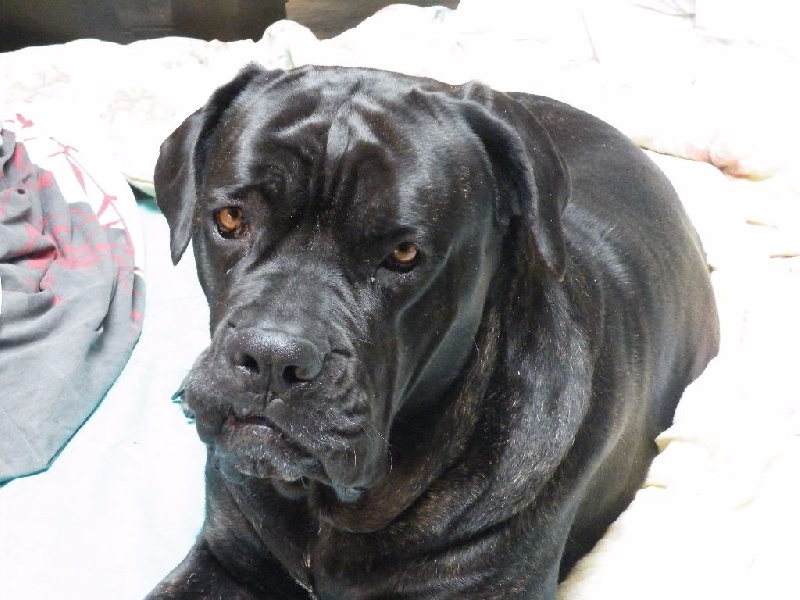 Ilona des secrets du Gevaudan