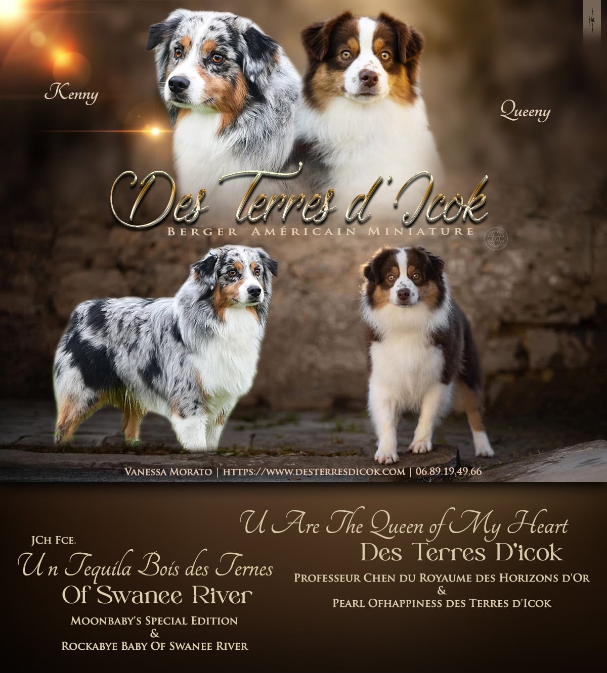 Berger Américain Miniature  - Des Terres d'Icok