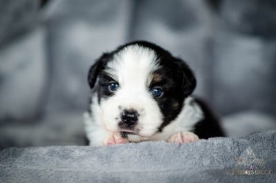 Les chiots de Berger Américain Miniature 