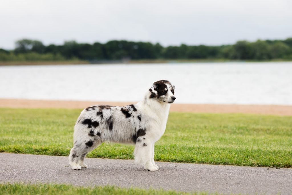 Tcha tcha Of Salsa's Stars