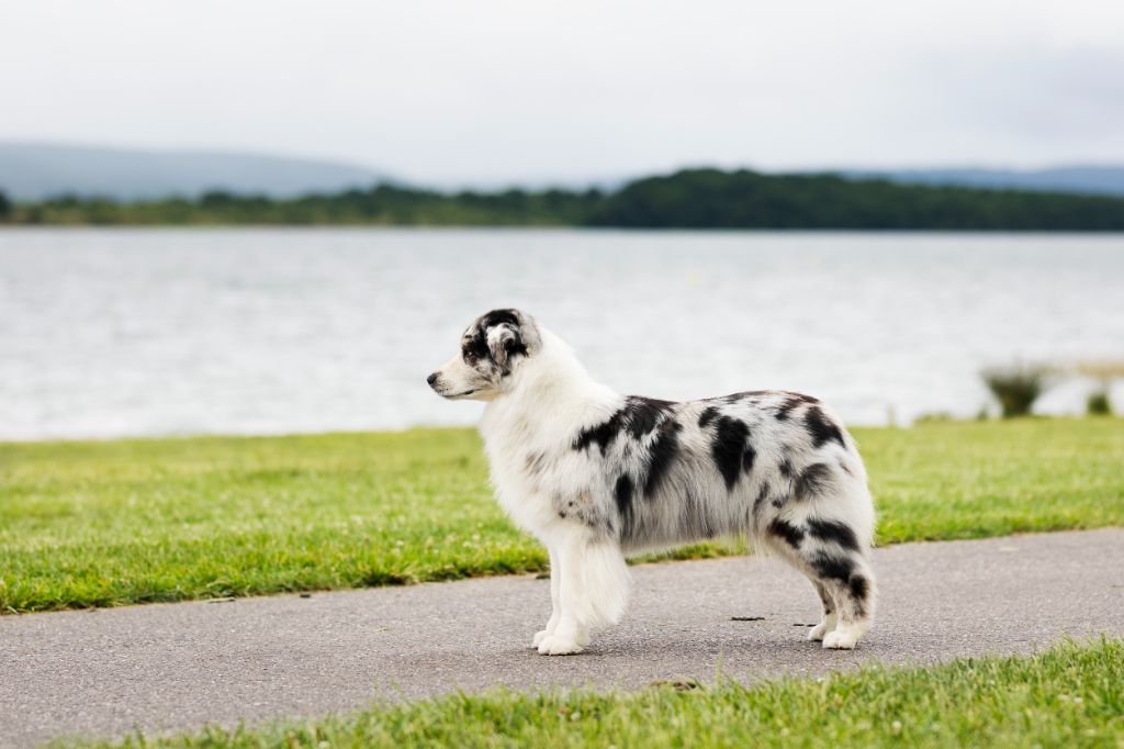 Tcha tcha Of Salsa's Stars