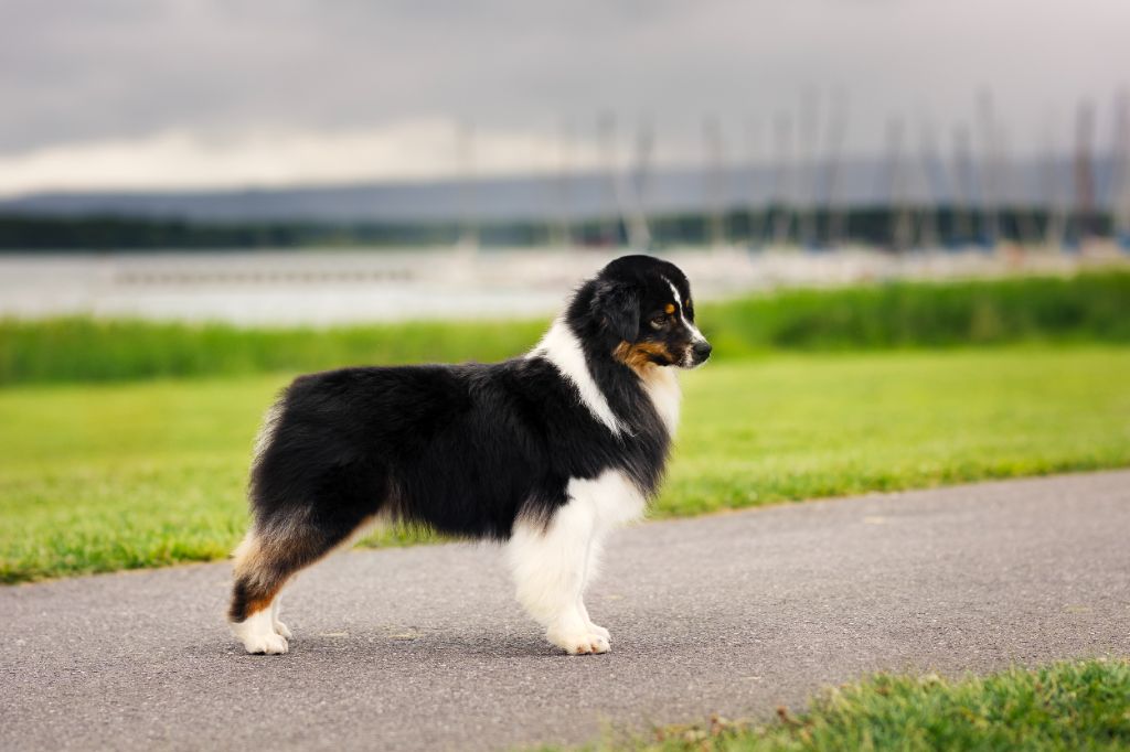 Tout feu tout flamme Of Salsa's Stars