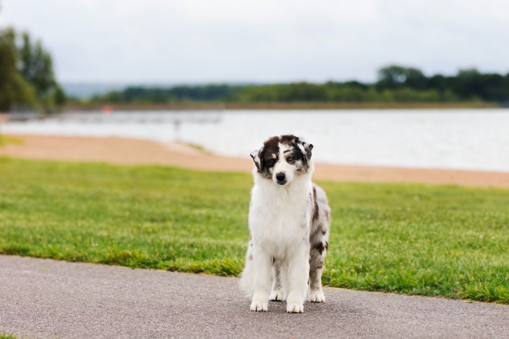 Tcha tcha Of Salsa's Stars