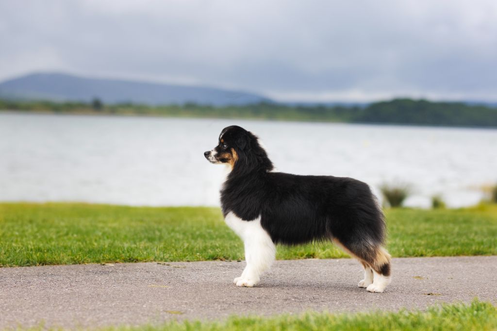 Tout feu tout flamme Of Salsa's Stars