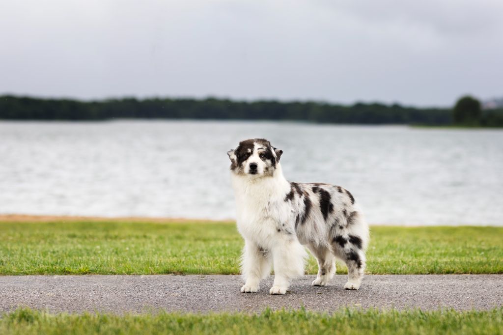 Tcha tcha Of Salsa's Stars