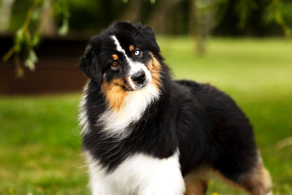 Tout feu tout flamme Of Salsa's Stars