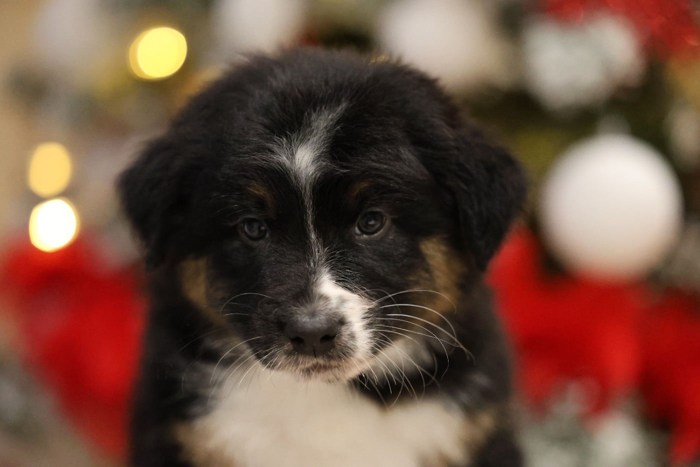 Berger Australien - Of Salsa's Stars