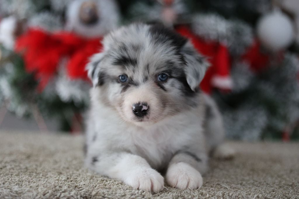 Berger Australien - Of Salsa's Stars