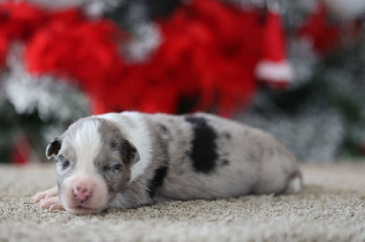 Les chiots de Berger Australien