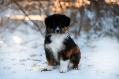 Les chiots de Berger Australien